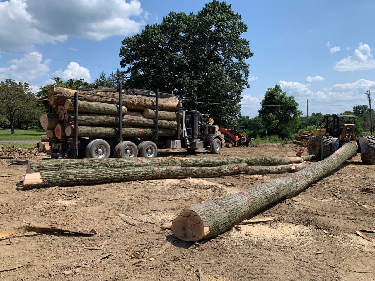 Professional forestry management and timber harvesting machinery